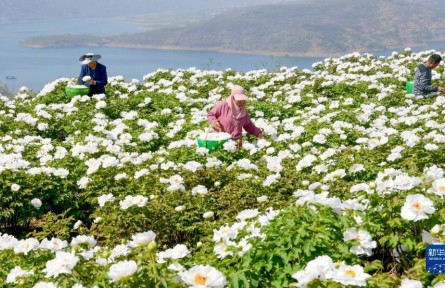 黄河岸边开出“致富花”