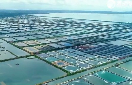 广东：向海图强 大力发展现代化海洋牧场