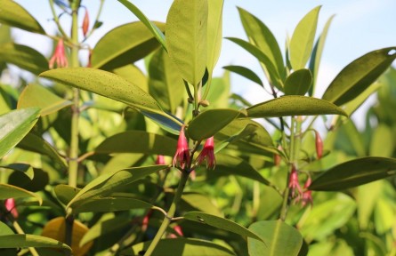 红树林植物鉴赏：木榄