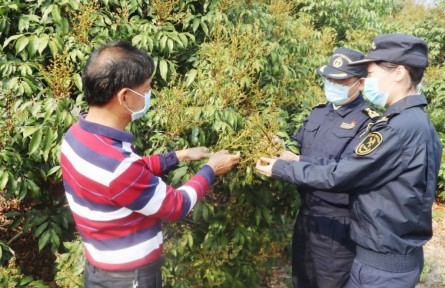 海关为茂名荔枝扩大出口“搭好台、铺好路”