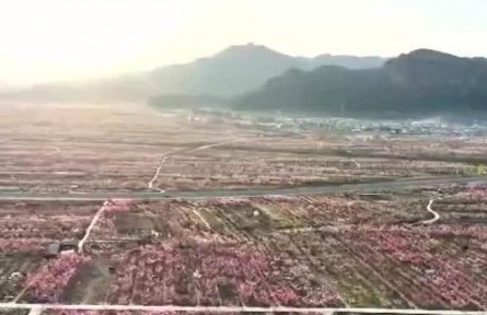 第二十五届北京平谷国际桃花节开幕
