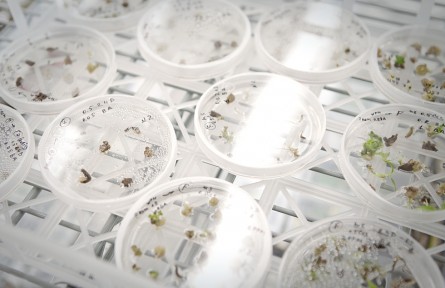 科技名词 | 种子库  seed storage