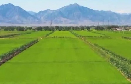 【新思想引领新征程】耕地保护成效明显 筑牢粮食安全根基