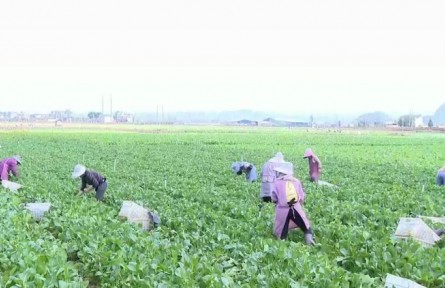 云南文山：千方百计促进脱贫人口增收致富