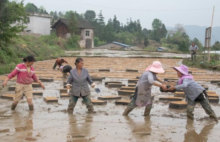 贵州：水稻育秧集中化 “流水线”上生产忙