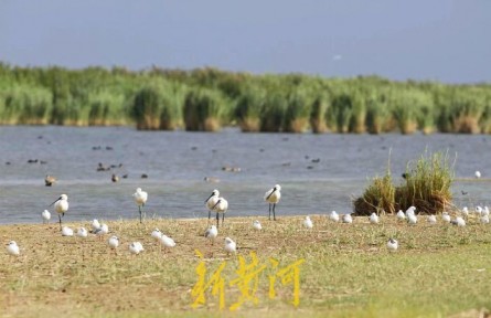 守护黄河生物多样性 摸底全流域湿地水鸟“大数据”