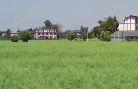 重庆油菜年产量有望“十六连增”