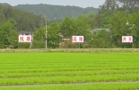 重庆：谷雨时节 新技术新机械助力大春生产