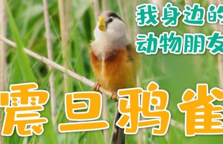 口袋里的大自然：我身边的动物朋友 震旦鸦雀