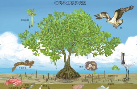 物种故事 | 红树：海岸线上奇特的“胎生”植物
