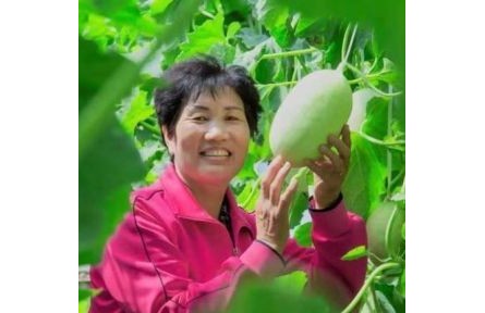 “白兰瓜姐姐”马乐梅的“甜蜜事业”