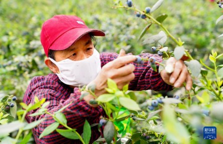 山东惠民：蓝莓成乡村振兴“致富果”