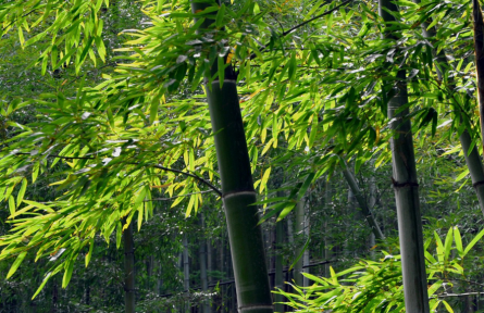 立夏：南国似暑北国春，绿秀江淮万木荫