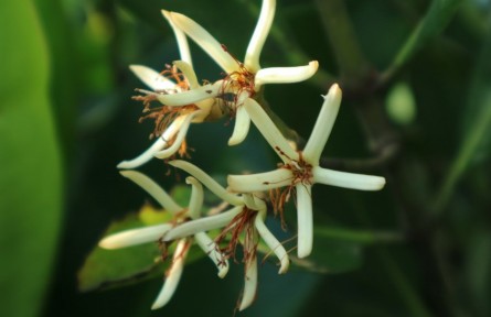 物种故事 | 秋茄树：能排出多余盐分的胎生植物