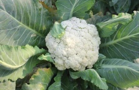 花菜种植如何科学施肥？
