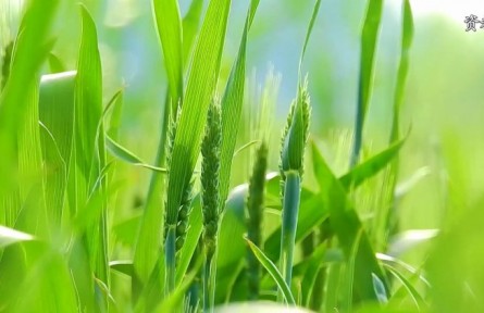 科普短视频创作联合行动|问渠那得清如许，方寸之间活水来
