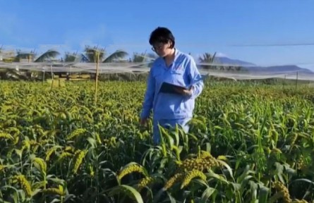 青年“育种人”宋慧：把科研成果“写”在田间地头