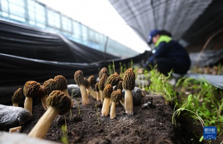 青海大通：羊肚菌产业促增收