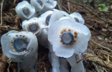 云南红河建水发现约120株珍稀植物“水晶兰”