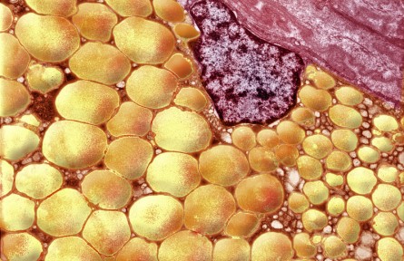 科技名词 | 褐色脂肪组织 Brown adipose tissue