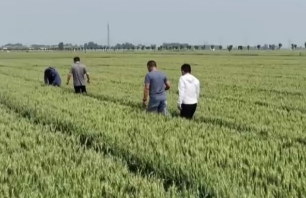 河南：高温影响墒情 科学田管保小麦灌浆