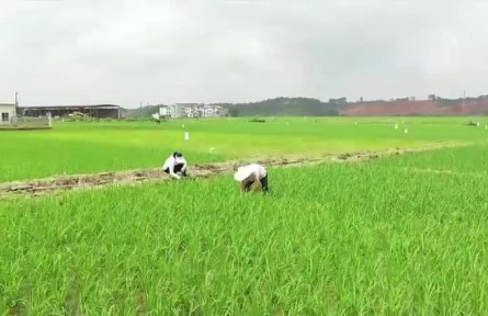 江西：加强早稻田间管理 为夏粮丰收打下基础