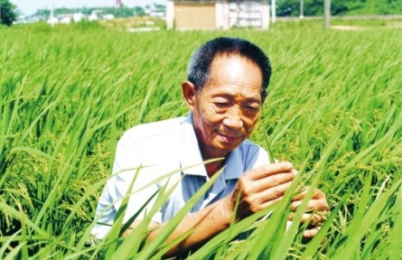 守望世纪粮仓——写在袁隆平院士逝世两周年之际