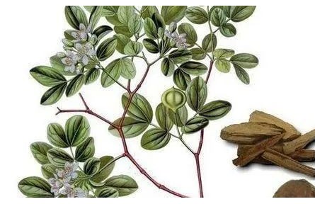 本草中国：本草中的舶来品——安息香