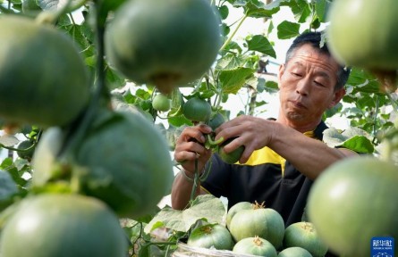 河北滦州：订单果蔬助农增收