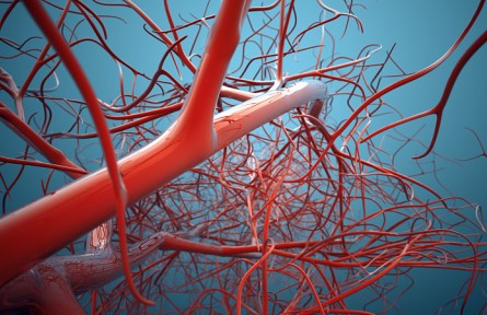 科技名词 | 静脉  Vein