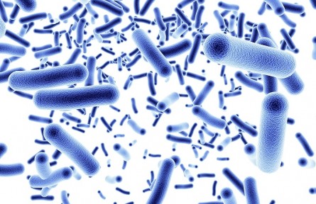科技名词 | 细菌  Bacteria