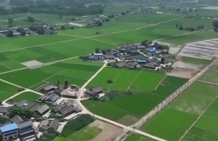 四川乐山：早稻进入分蘖期 田间管理助丰产