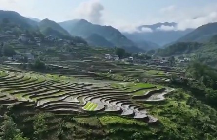 陕西：“三夏”农忙正当时 抢种抢收保丰收