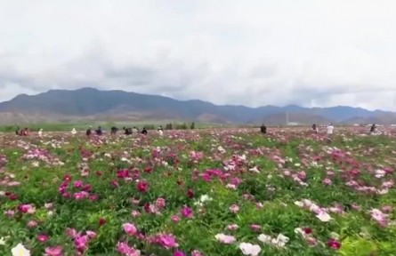 新疆花海绽放 “花产业”助力乡村振兴
