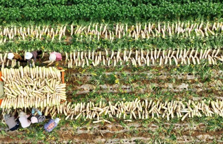 山东郯城：农民采收装运白萝卜