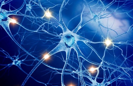 科技名词 | 中枢神经系统 central nervous system，CNS