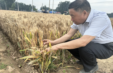 河南新乡延津县：托管小麦地头“进厂”