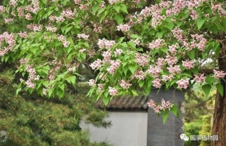 物种故事 | 楸树：树形优美 花开似锦