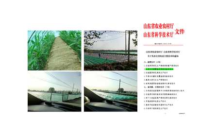 15.生姜专用膜覆盖轻简高效栽培技术
