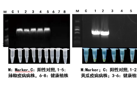 17.主要蔬菜卵菌病害关键防控技术研究与应用