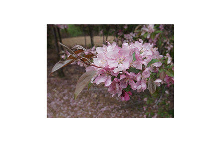 18.苹果高效授粉树