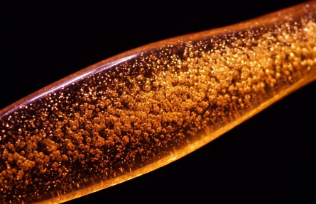 科技名词 | 磷酸甘油酸变位酶 phosphoglyceromutase
