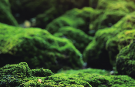 物种故事 | 苔藓、地衣：各具特色的环境指示物种