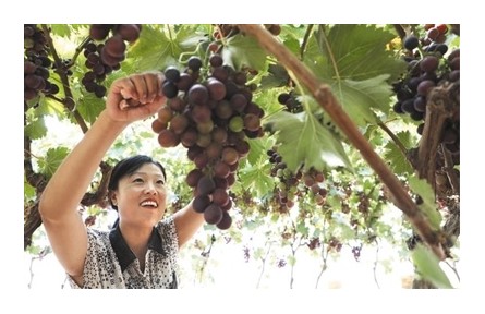 乡村产业加快全链条升级