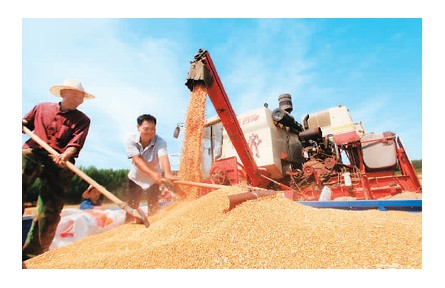 全国夏粮总产量达14613万吨 稳定全年粮食生产有了坚实基础