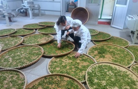 山东省农科院：“科技合伙人”催发田野“致富花”