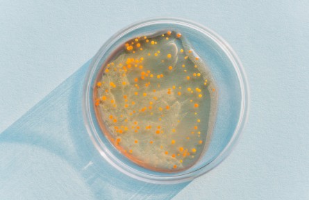 科技名词 | 拟杆菌 bacteroide