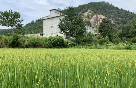 安徽金寨斑竹园镇：精心谋划 紧抓农时 科技助力粮食丰产丰收