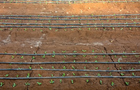 科技名词 | 滴灌  trickle irrigation