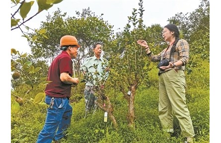 借科技之力催动山村巨变——记中国林科院亚热带林业研究所科技特派员服务浙江20年